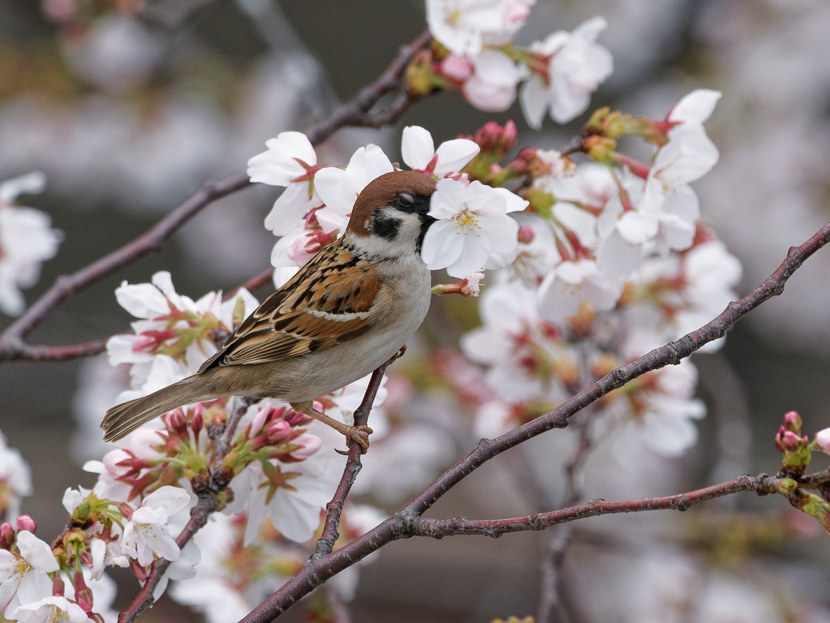 いいヒヨの日1114（低浮上中） tweet media