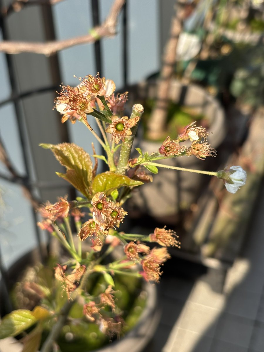 タガネ tweet media