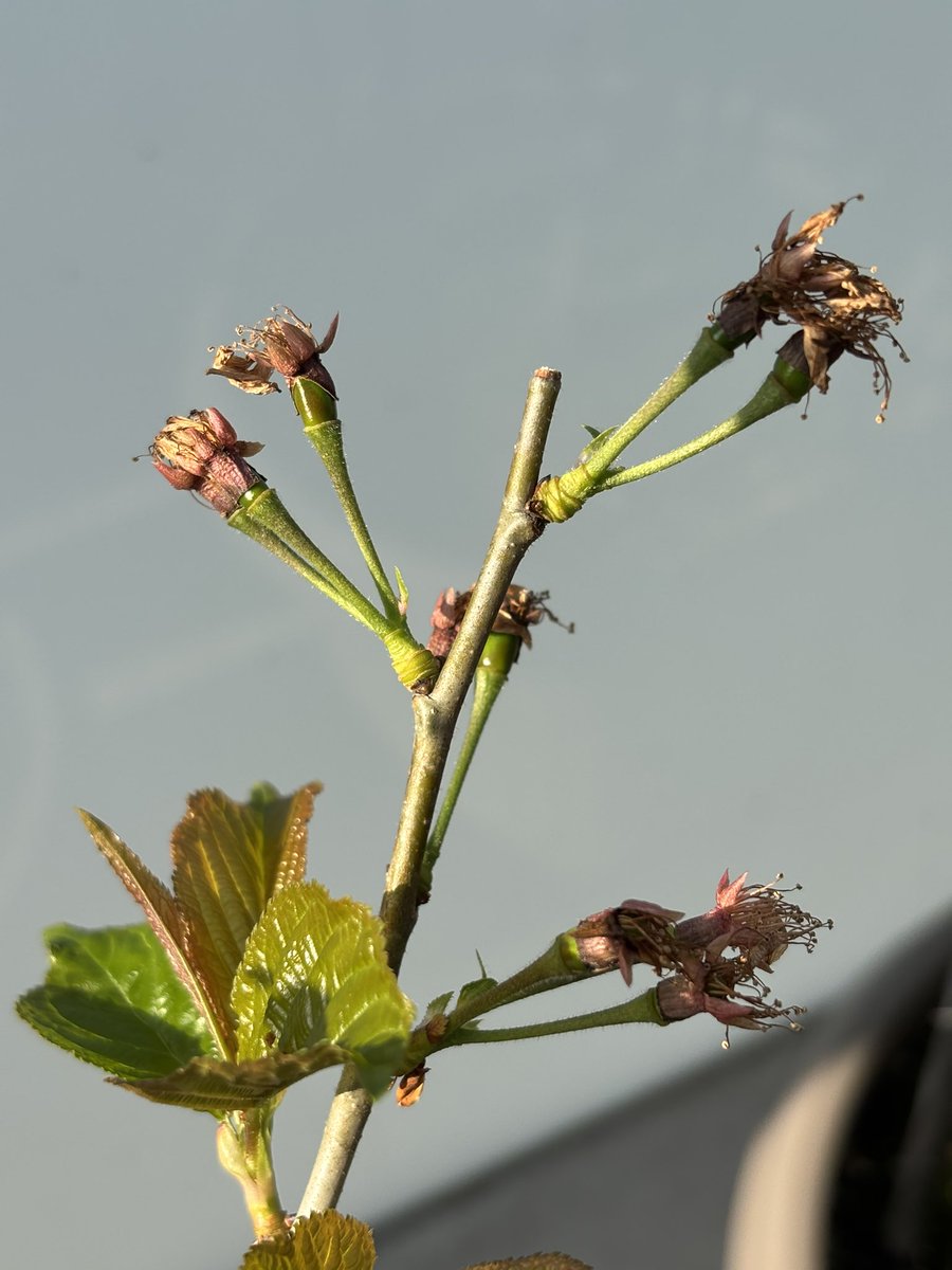 タガネ tweet media