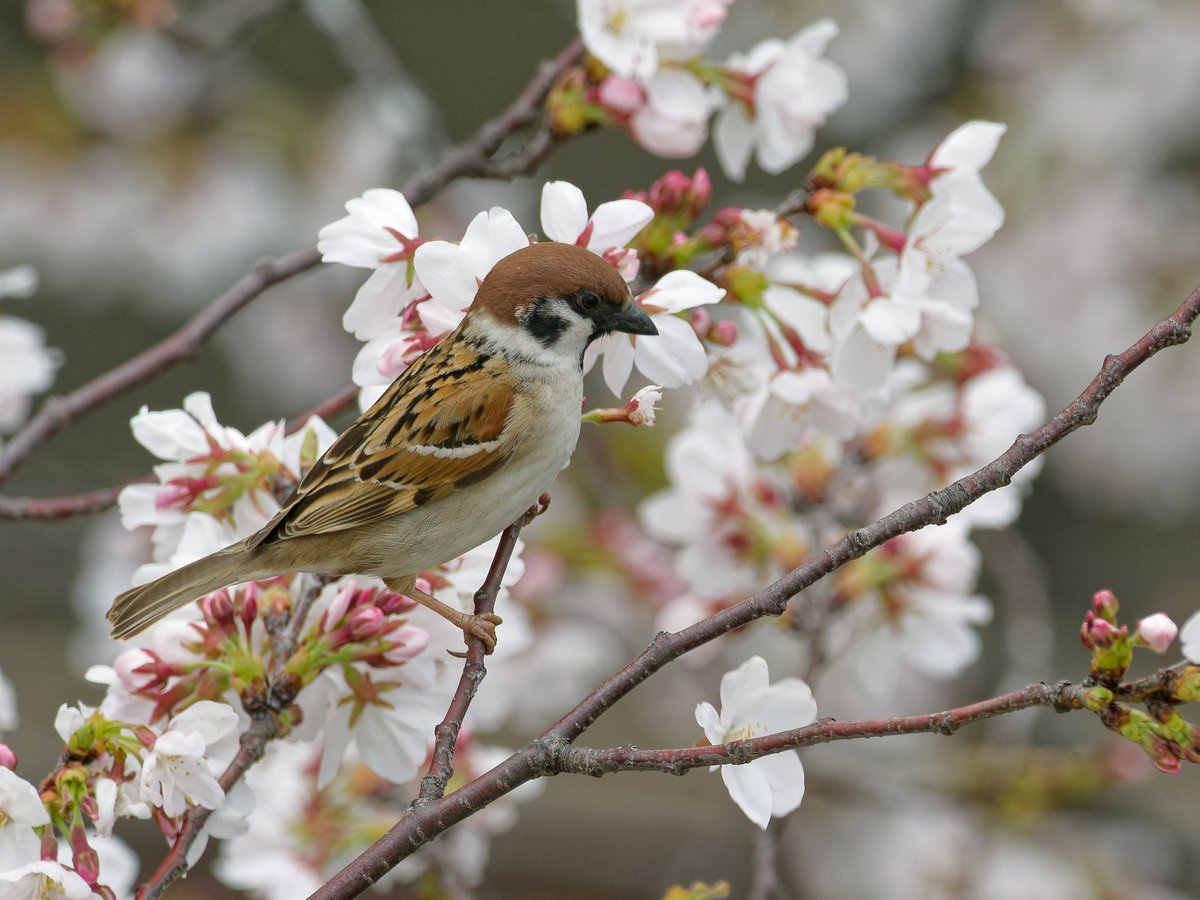 いいヒヨの日1114（低浮上中） tweet media