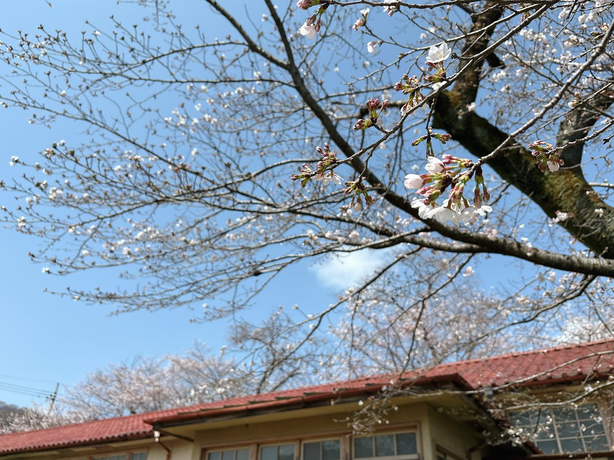 こんにちは🌸
小川町は数日前に雨が降り、本日はぽかぽか晴天で町中〜旧下里分校の桜が一気に開花✨仙元山麓のカタクリも見頃を迎えております！（町内の枝垂れ桜たちは散り始め位です）

下里分校の校舎サイドの桜は5分咲きといったところでした😌暖かい春、最高の散策日和ですね⛰️✨
