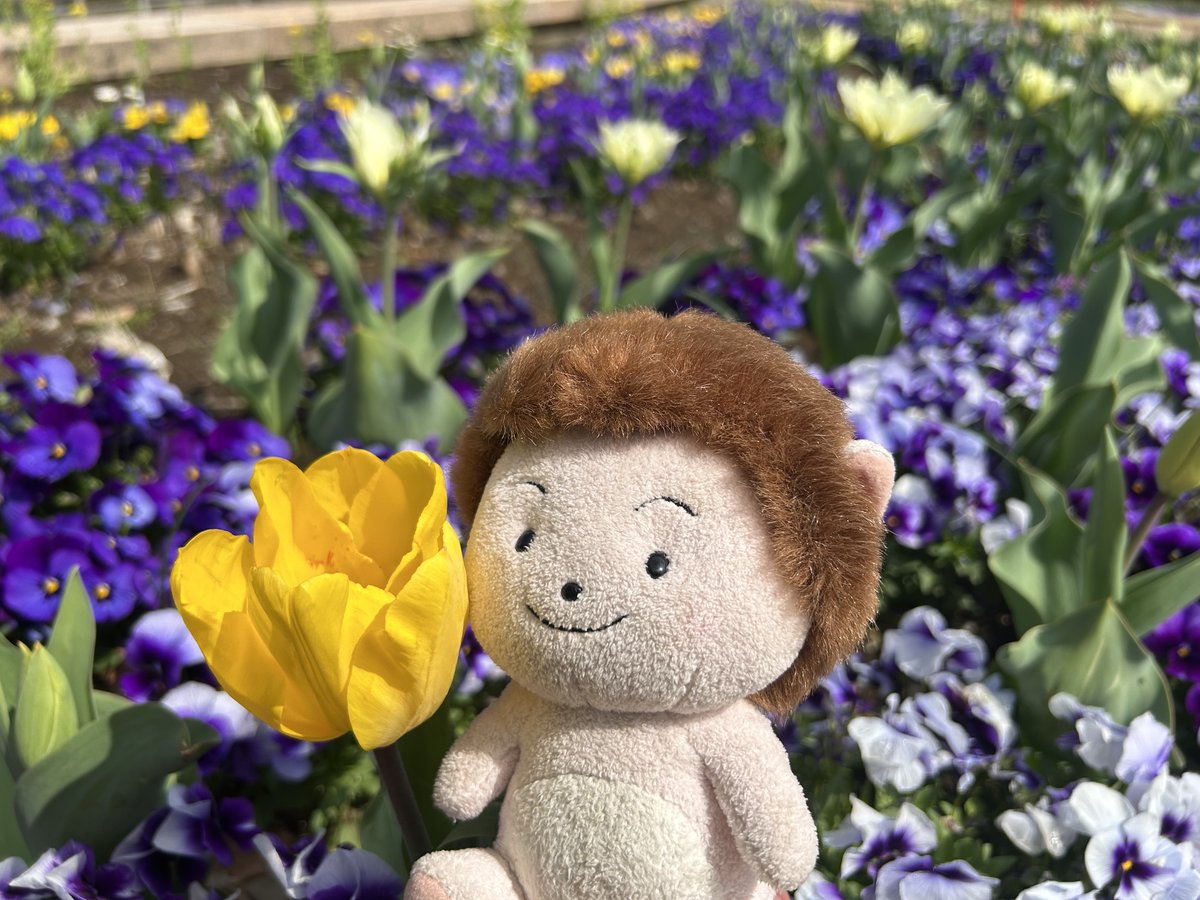 wanpakukouen's tweet photo. 気温の上昇とともにチューリップが咲き始めましたよ。

すっかり春色の夢花壇。

この時期の花壇が一番華やかでお気に入りです。

チューリップは4月上旬に見ごろを迎えると思います。

赤、白、黄、ピンク、緑、紫・・・

全部で何色あるか数えてみてくださいね。

#栃木県  #とちぎわんぱく公園 https://t.co/4LqmraqR2v