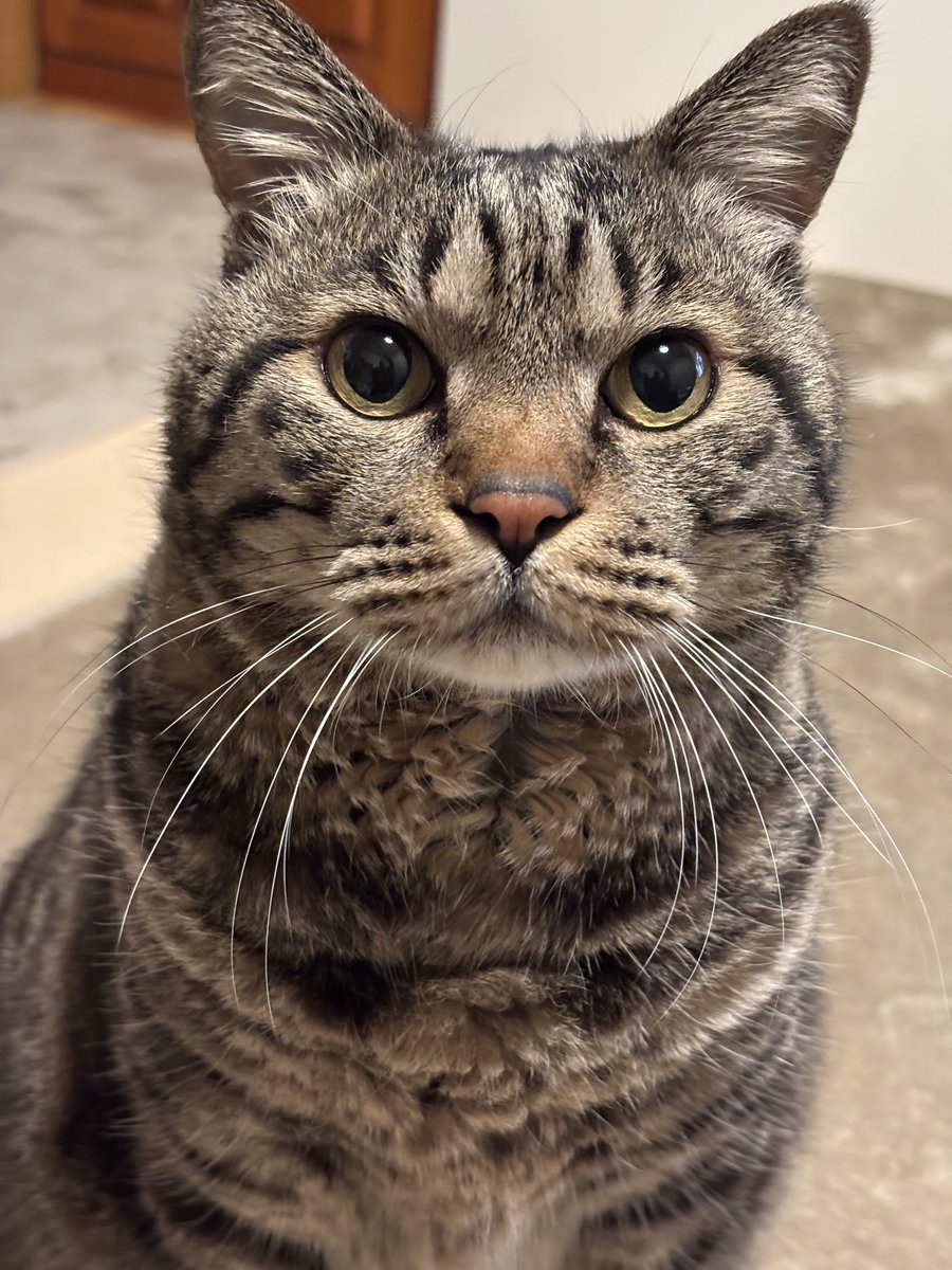 キジトラ虎三郎 tweet media