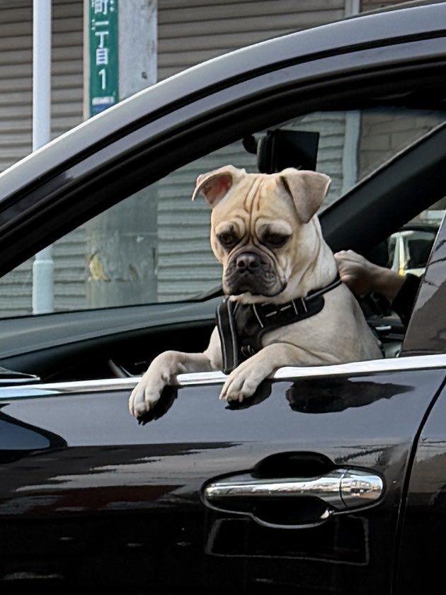 チョビ tweet media