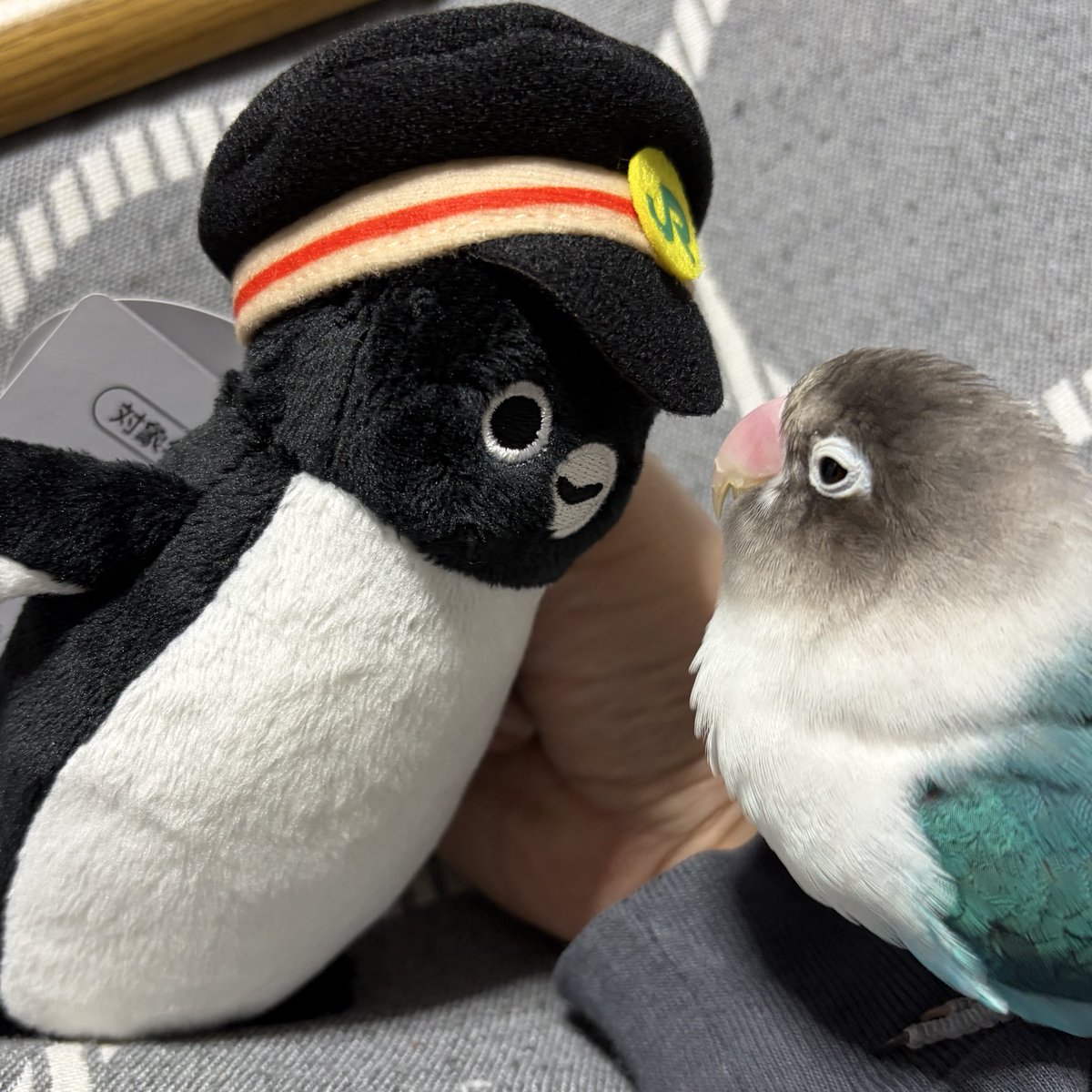 ひろちゃん🐦ラピ tweet media