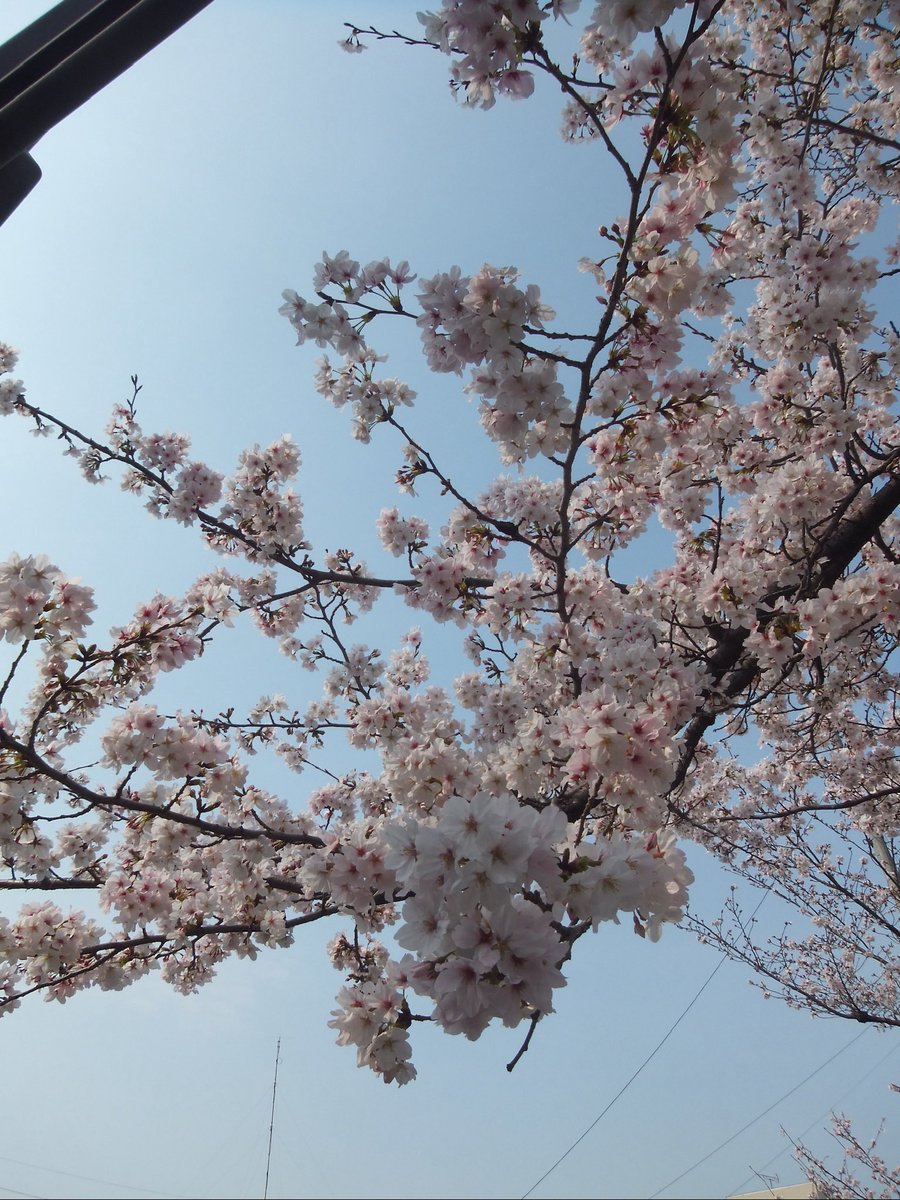 omiseyasangokko's tweet photo. 春うれしいね https://t.co/MSIJGdvtf3