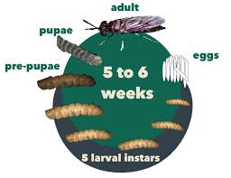 Miracle De Nice Boy 😊💪 tweet media