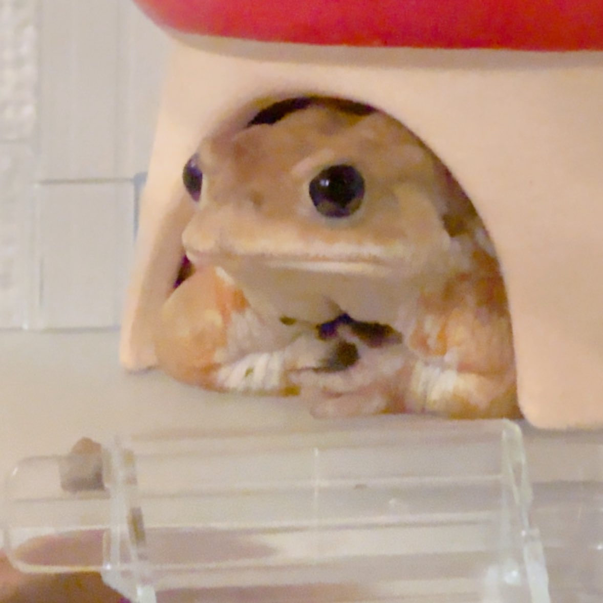 ぴーたん tweet media