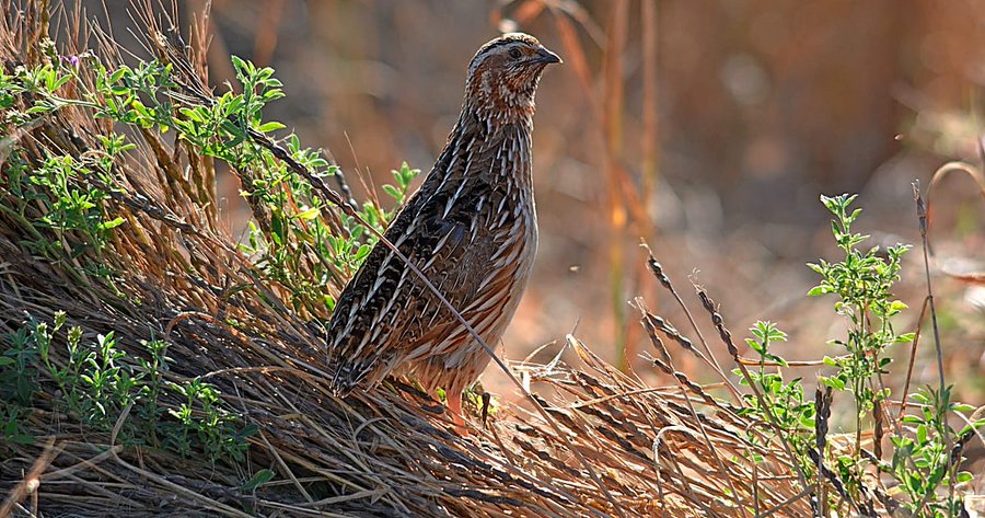 Theo Oberhuber tweet media