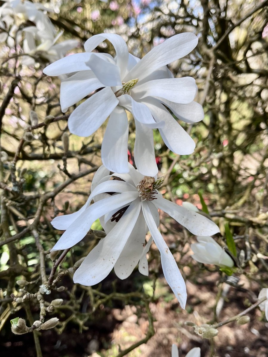 melanie_mjk's tweet image. The elegant flowers of a Star Magnolia simply gorgeous to start the day! Wishing friends &amp;amp; followers a Happy, enjoyable Saturday &amp;amp; weekend. 🙋🏼‍♀️☀️🌼 #Saturdaymorning #Springtime #Springblooms #Saturdayvibes