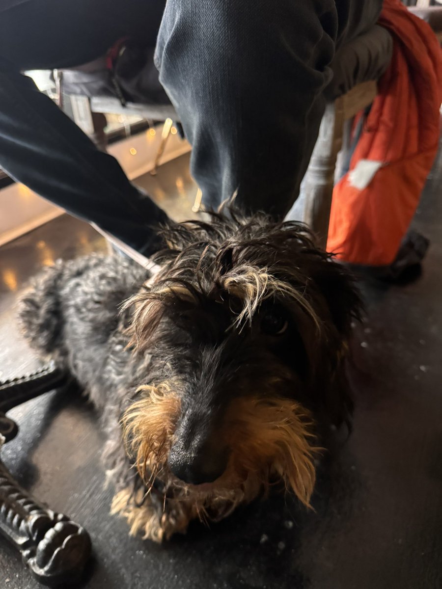 Princess Isabella Dachshund tweet media