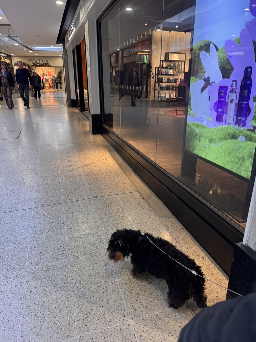 Princess Isabella Dachshund tweet media