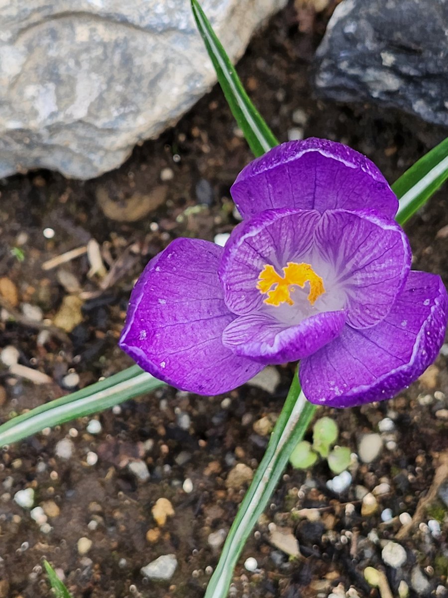 るんりん tweet media