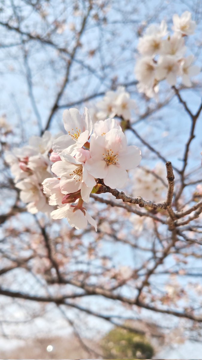 あひるPe tweet media