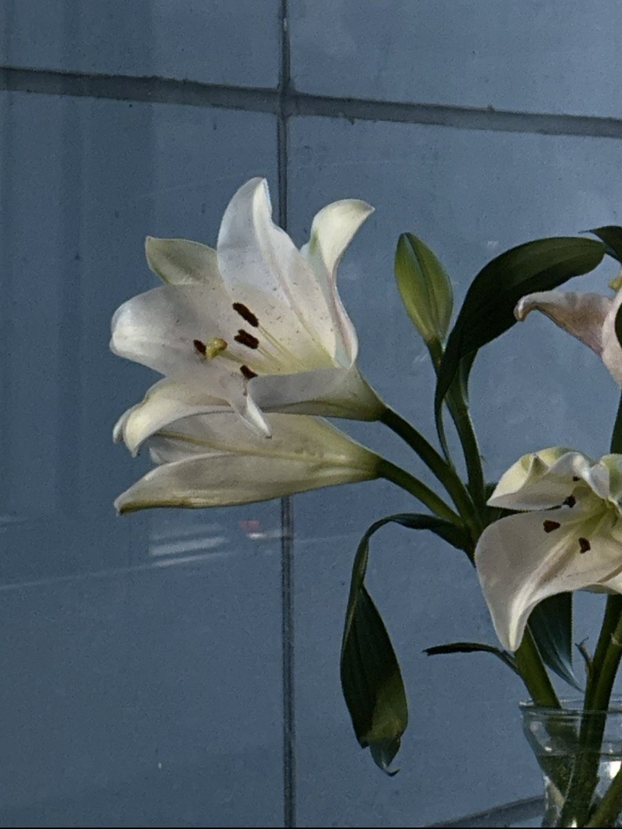 TraitorIsBetty🍒 tweet media