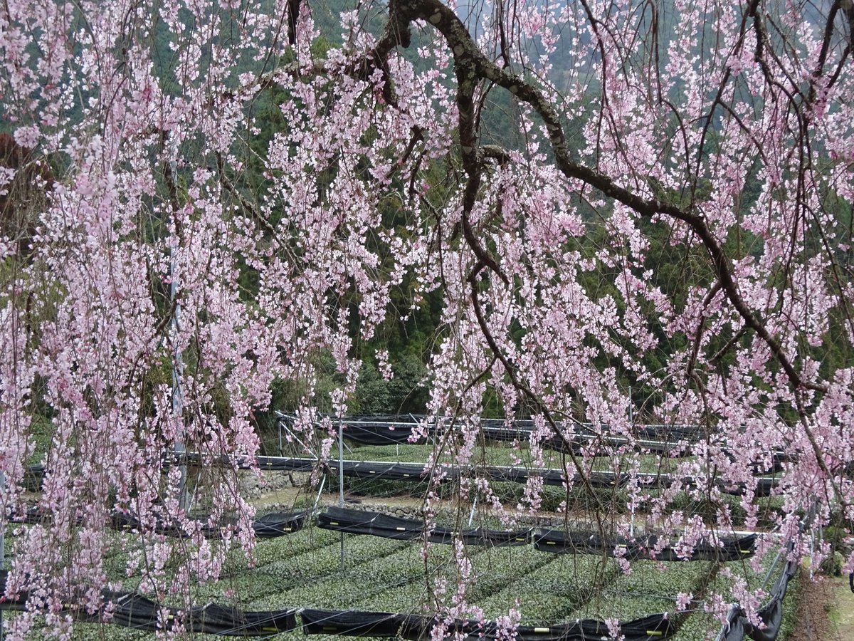 もづる tweet media