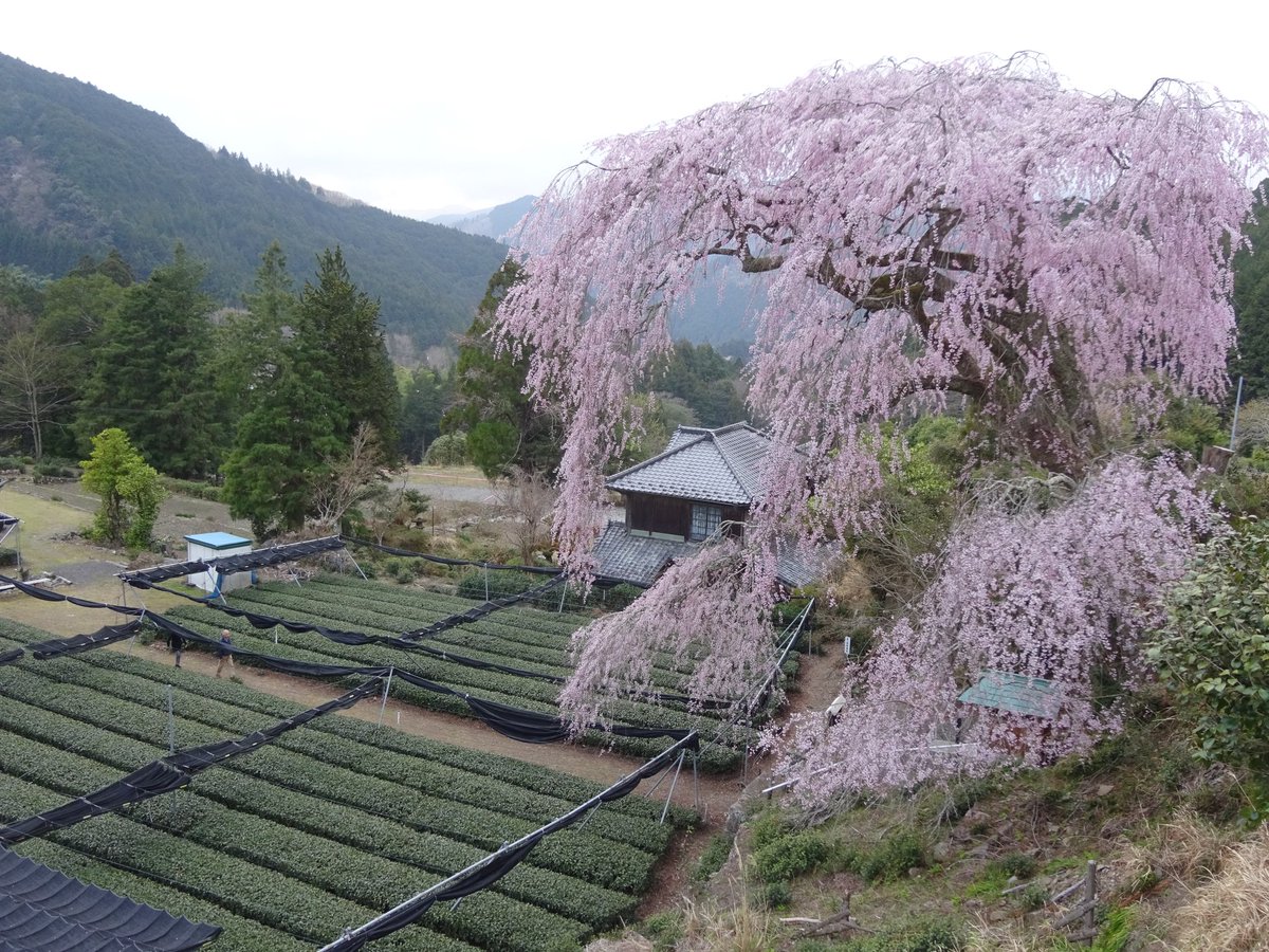 もづる tweet media