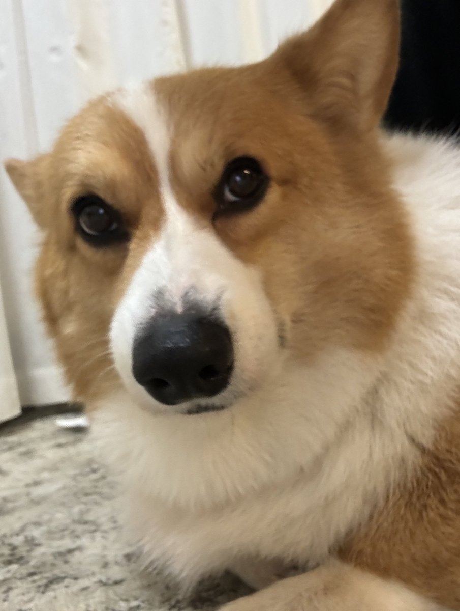 シーボ tweet media