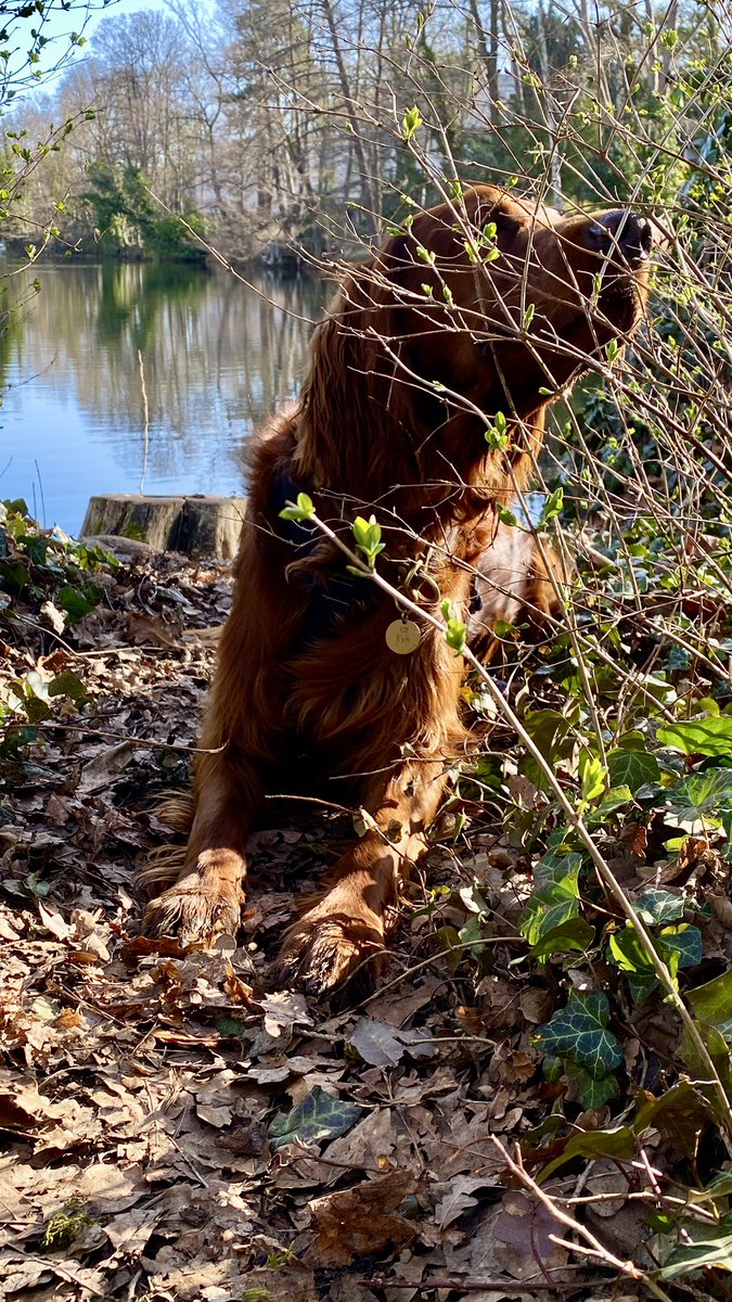 golden girl tweet media