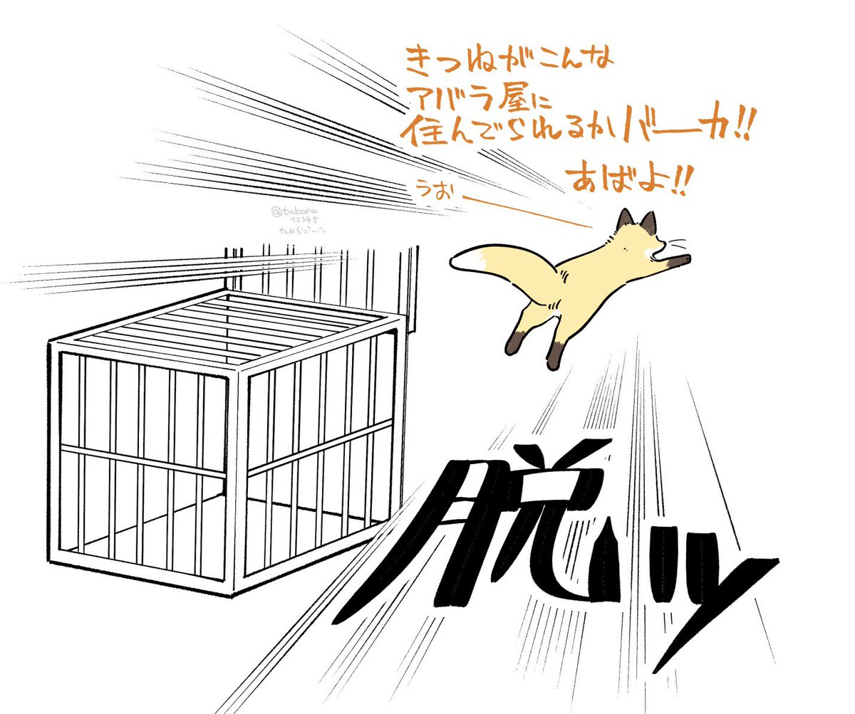 NOと言えるキツネ