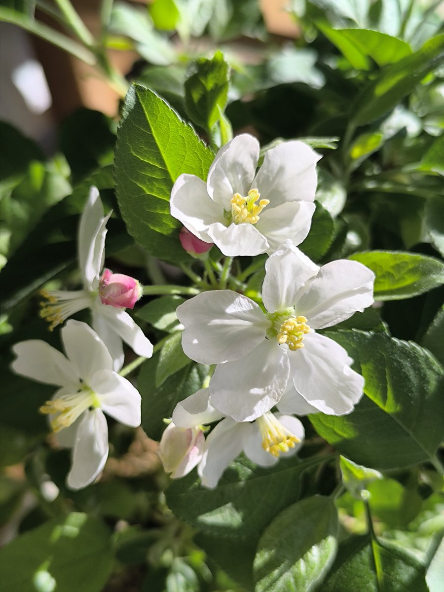 Rebeca Domínguez tweet media