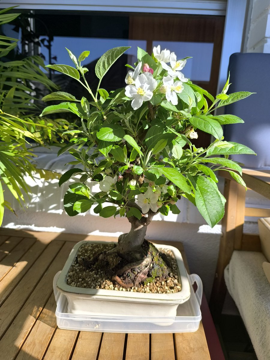 Rebeca Domínguez tweet media