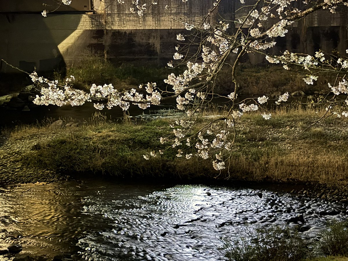 Gyogan_tanuki's tweet photo. 夜桜3 https://t.co/w1G28DLKlt