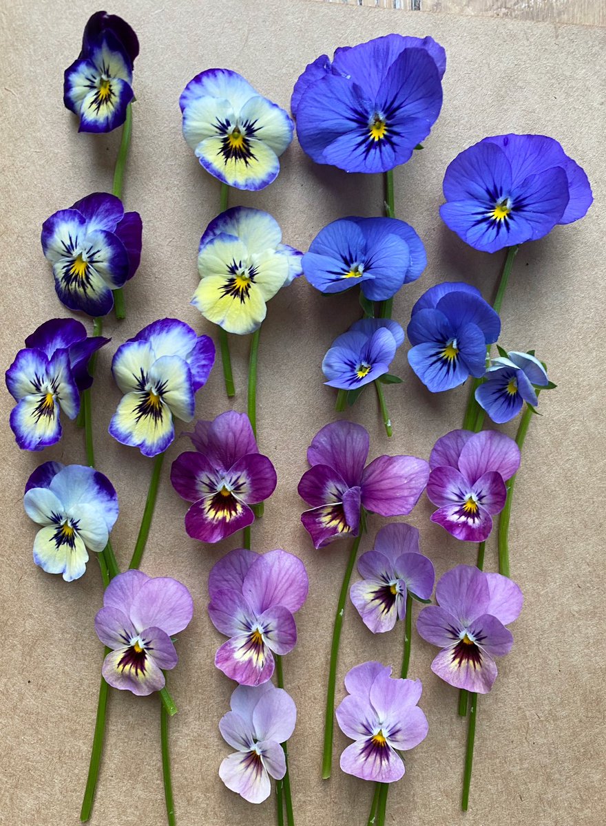 Emma Mitchell 💙 tweet media