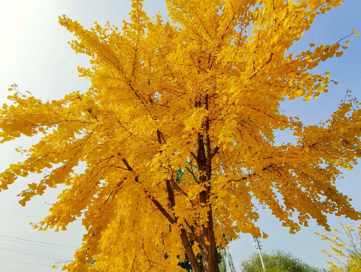 Joseph P. Gaskill tweet media