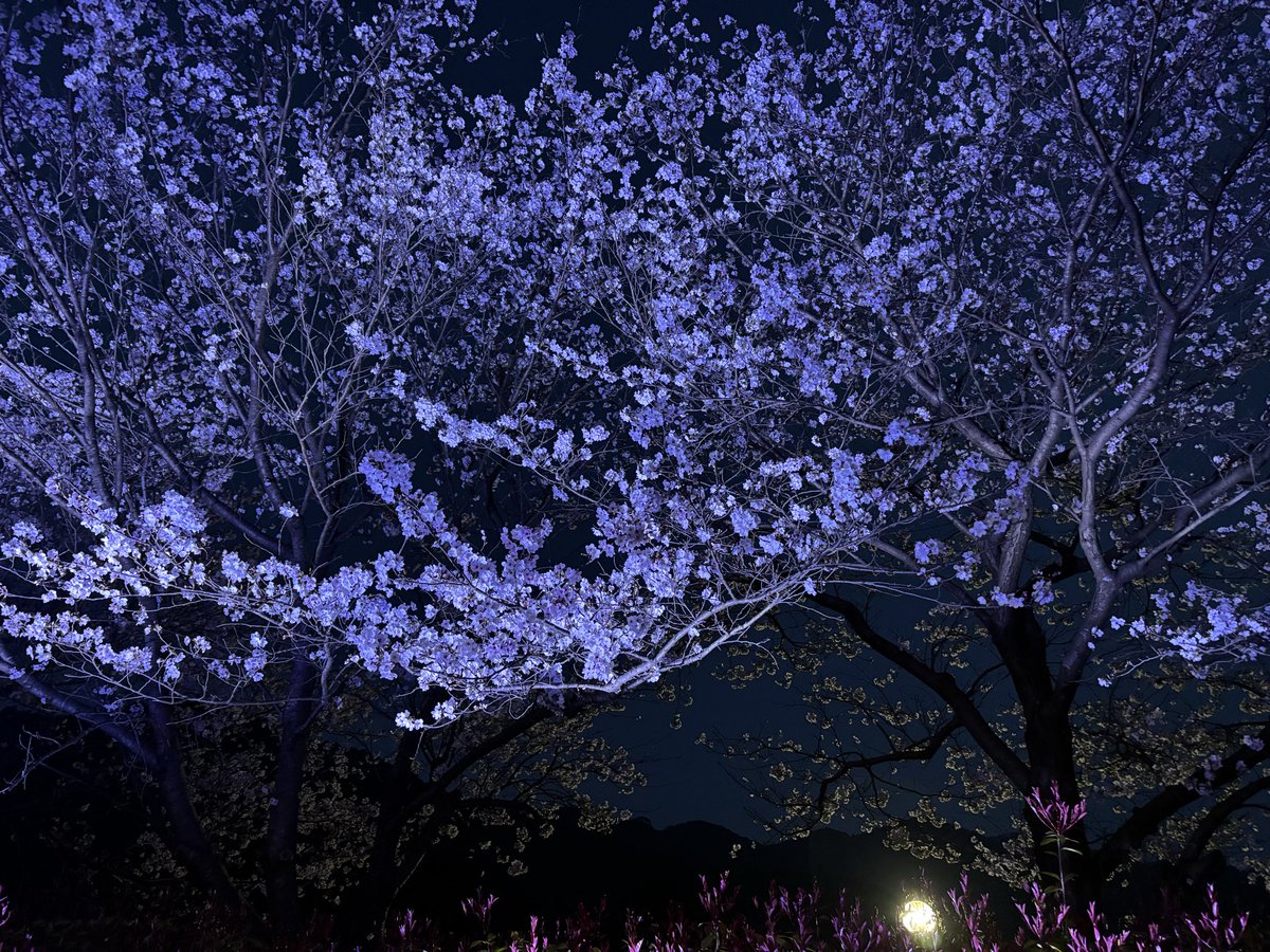 Ryooricho's tweet photo. 有難い事にまた1つ歳を重ねました！

今年はお花見キャンプしてます！

色んな方とのご縁を大事にまた1年頑張ります！

皆様どうぞ宜しくお願い致します！😄 https://t.co/Ba7maORtlV
