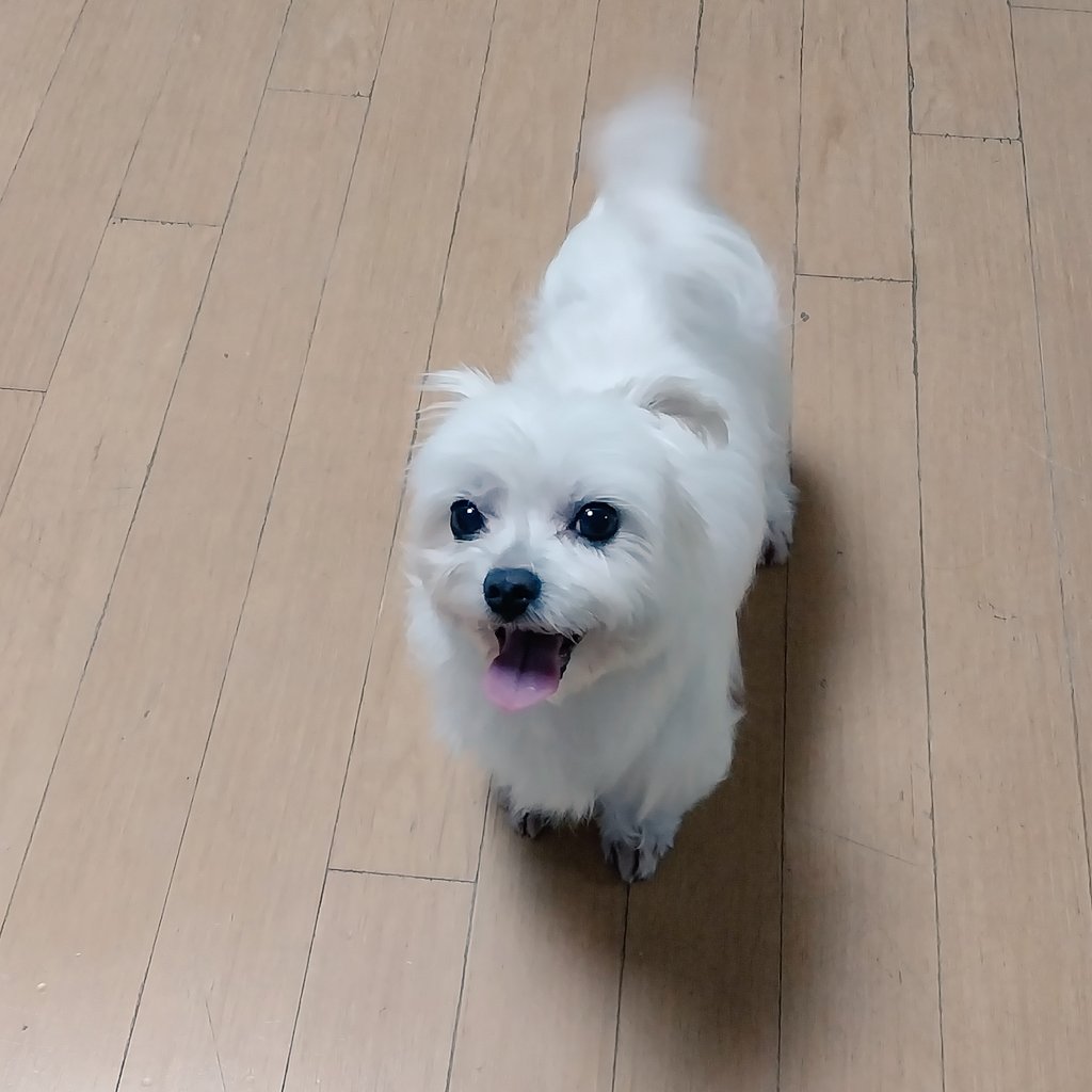 번뇌작렬걸 tweet media