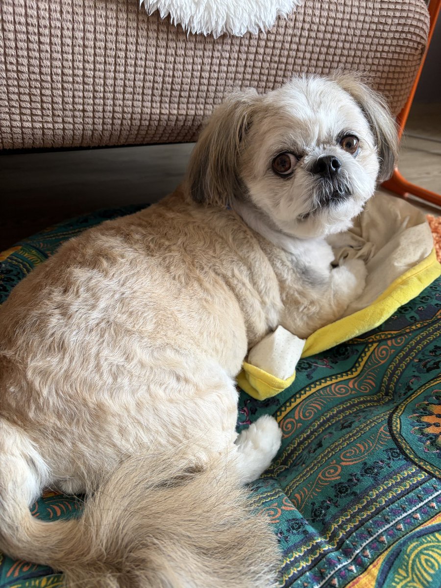 ぶんきんちゃんねる公式 tweet media