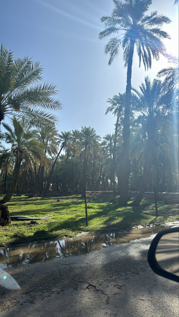 مسعده tweet media