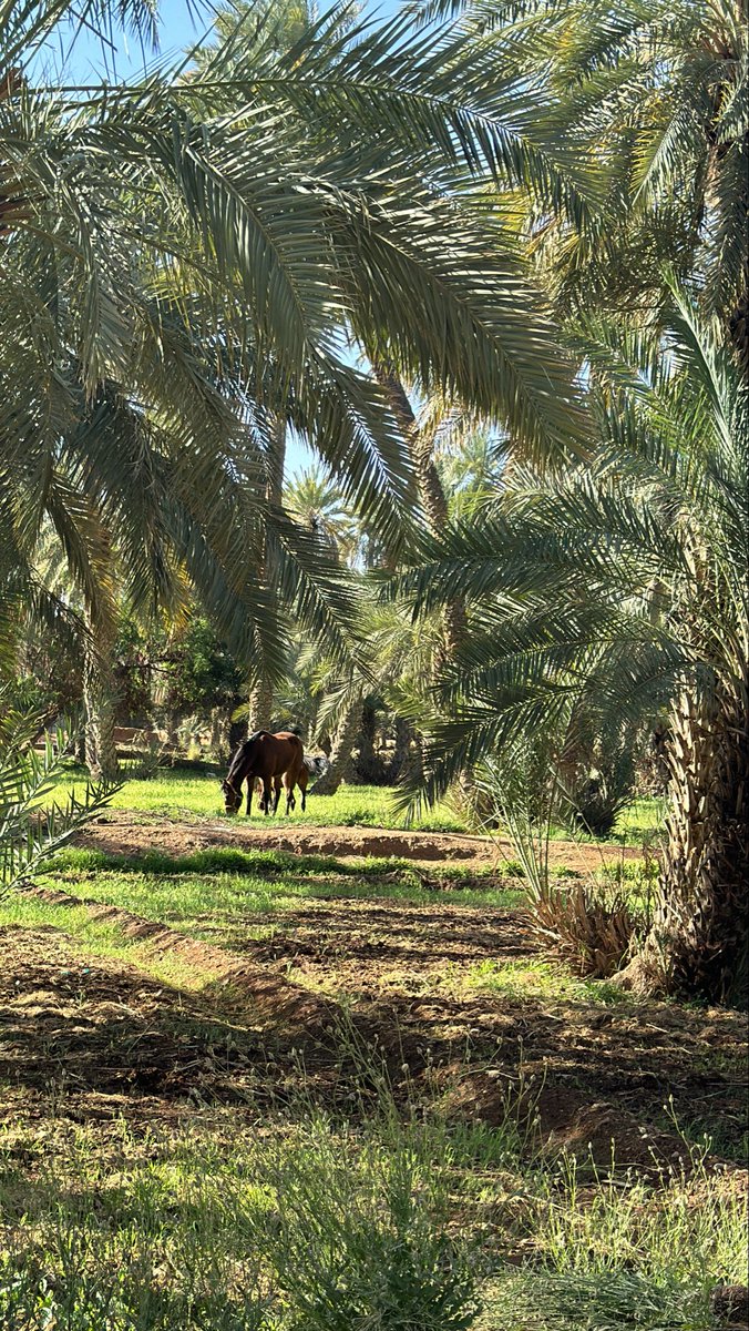 مسعده tweet media