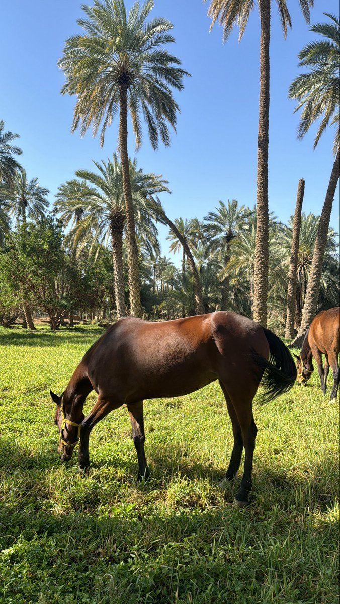 مسعده tweet media