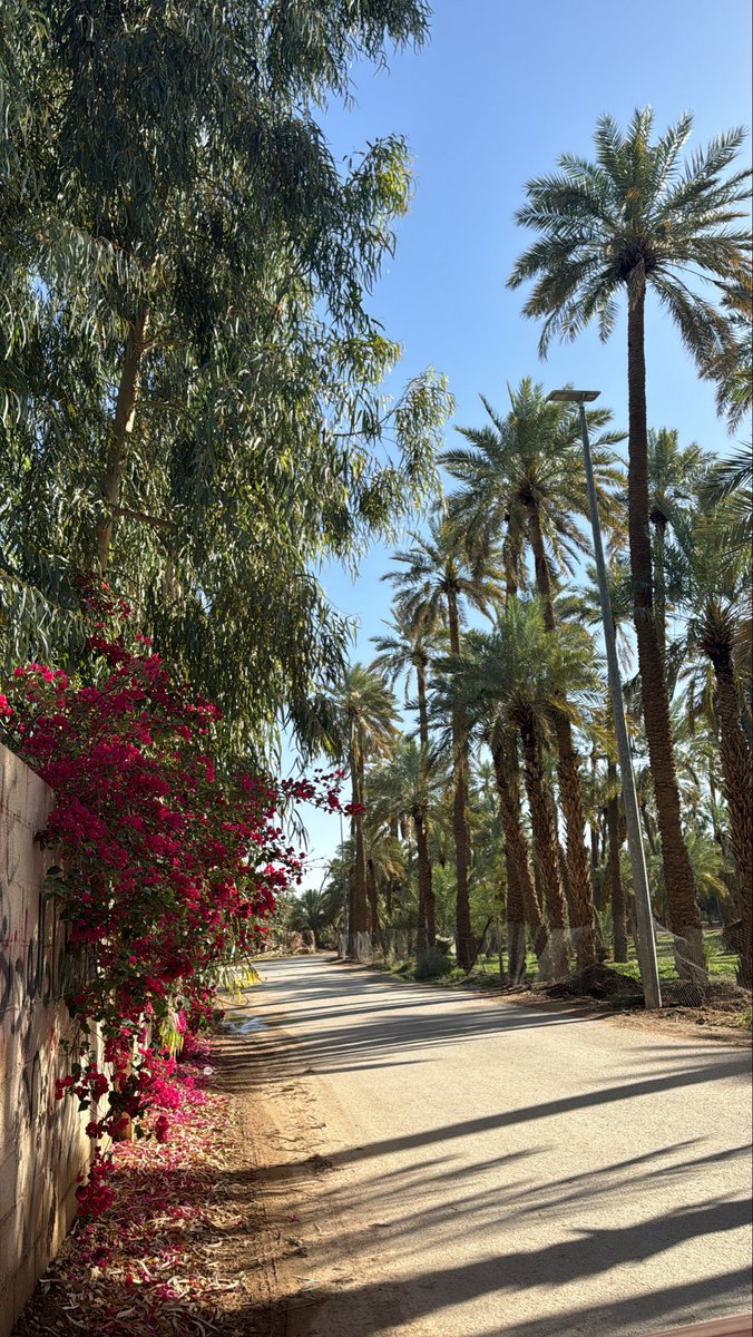 مسعده tweet media