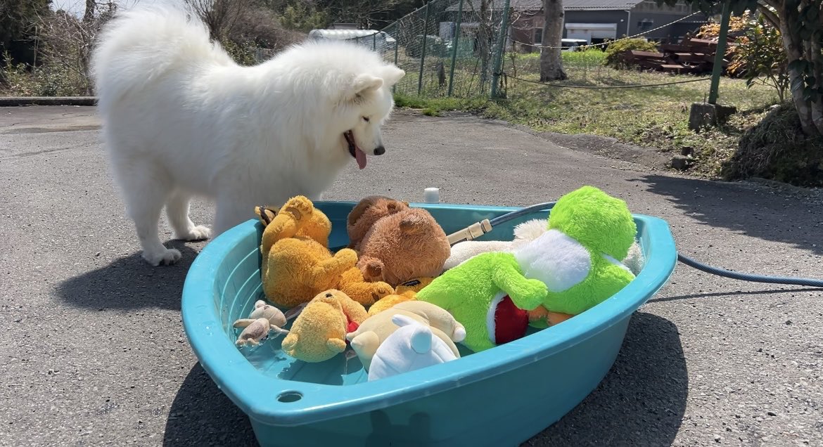 しばわんこ生活 tweet media