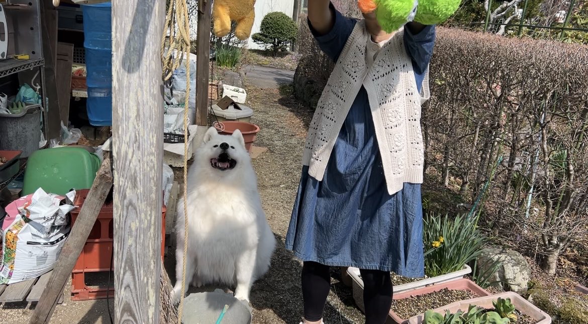 しばわんこ生活 tweet media