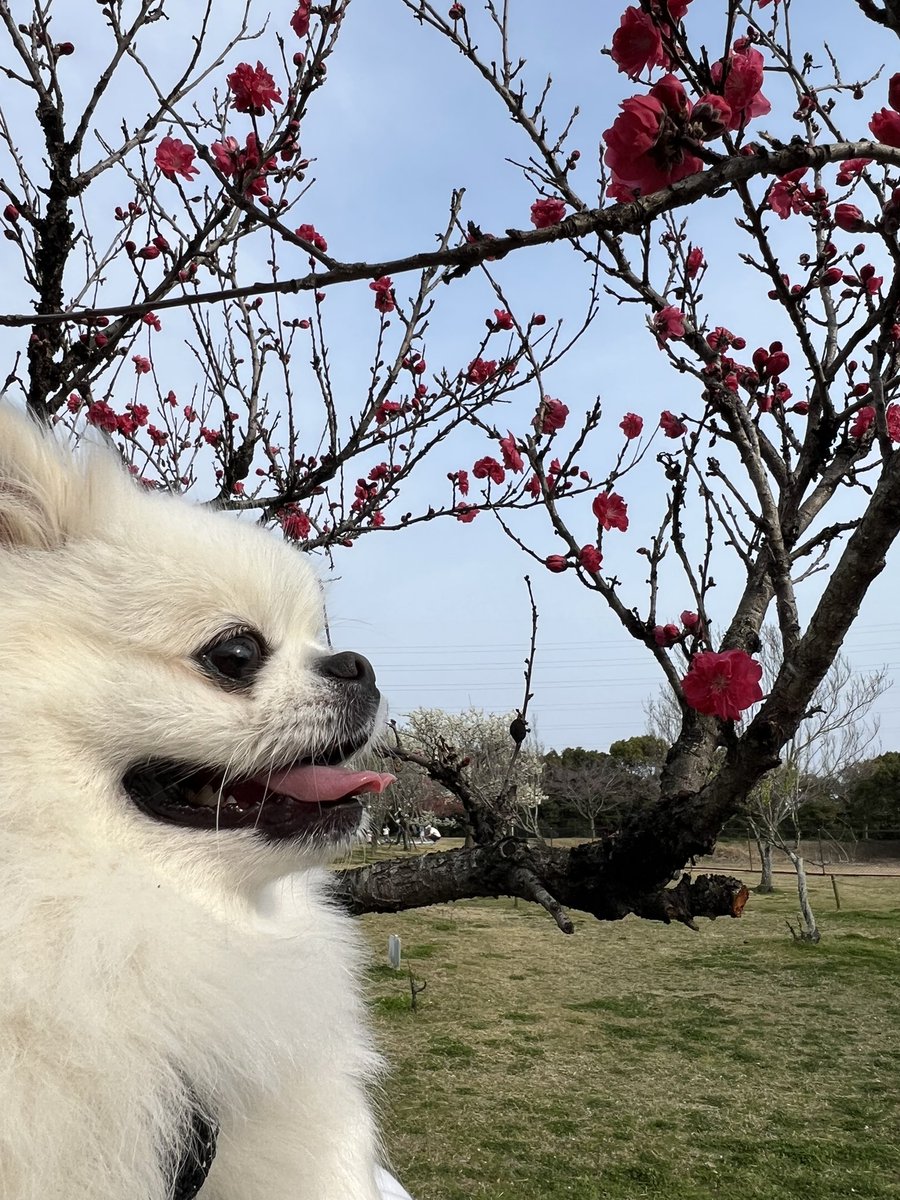 ぷてぃかわ(ポメペキ⭐︎3歳) tweet media