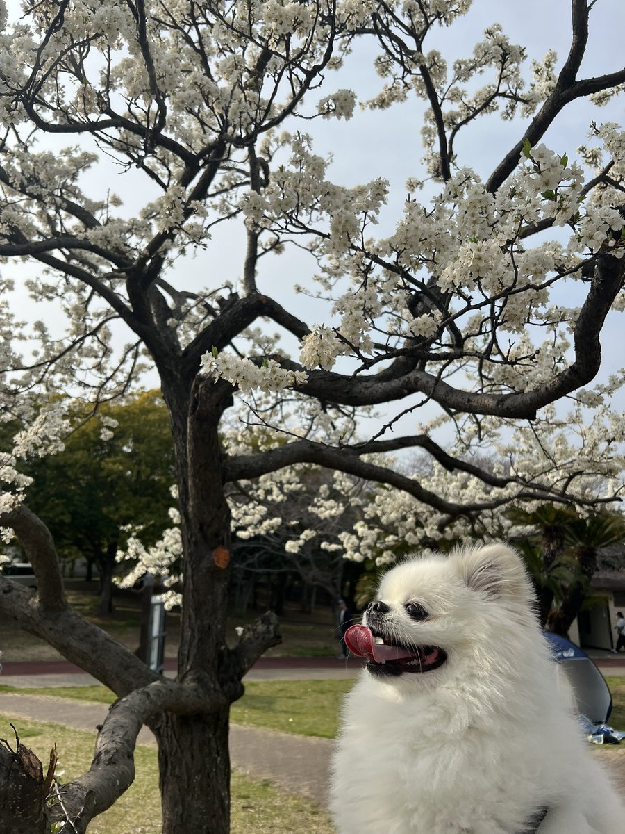 ぷてぃかわ(ポメペキ⭐︎3歳) tweet media