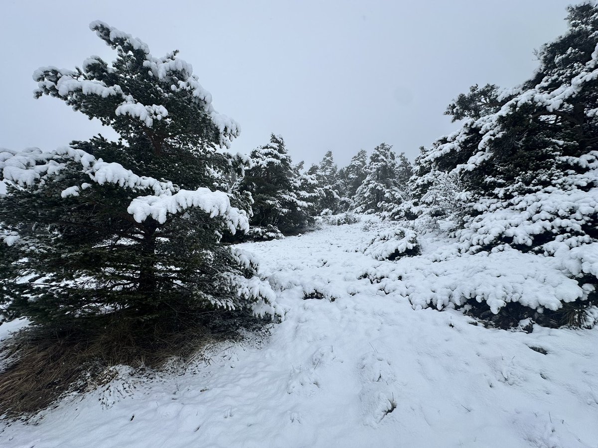 Messi Goat🇵🇸🇩🇿 tweet media