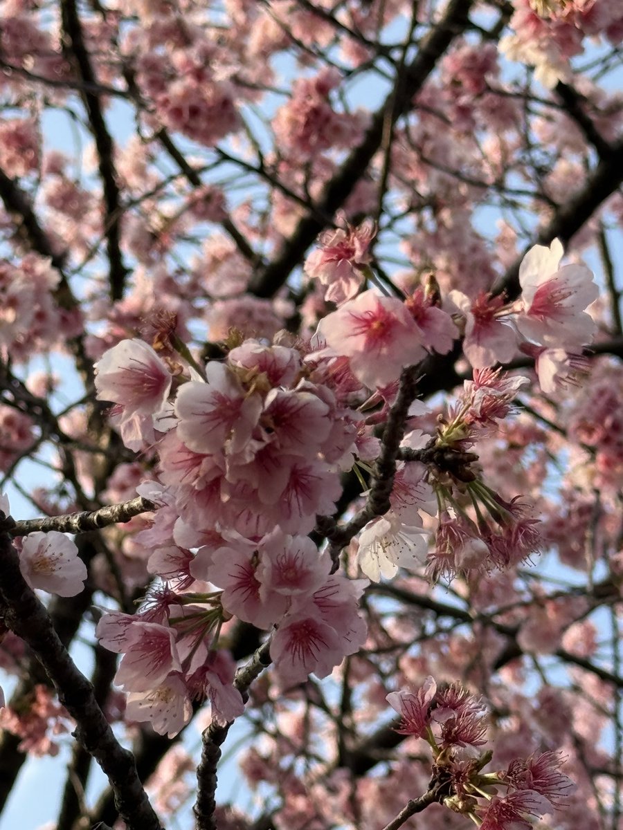 its sakura season🌸