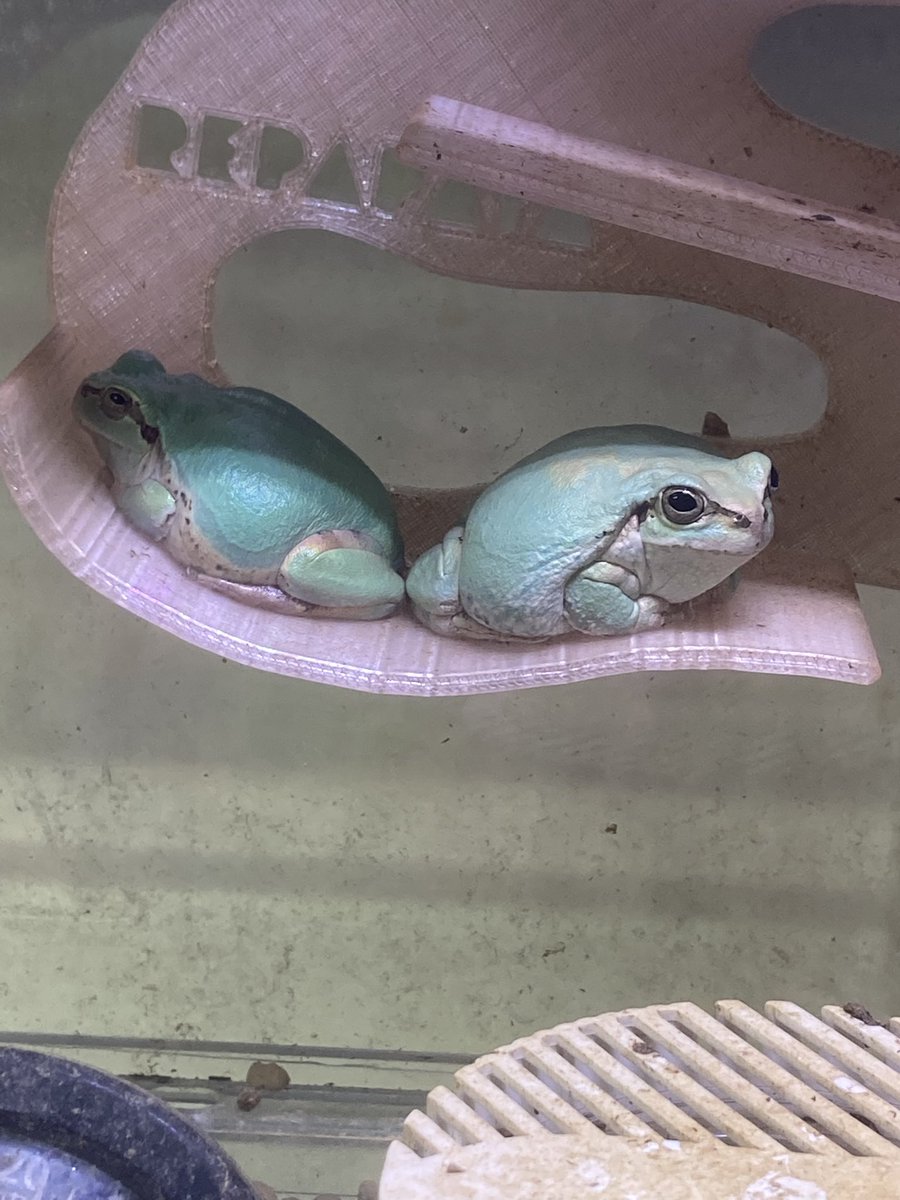 ちゃちゃん＊カエル生活 tweet media