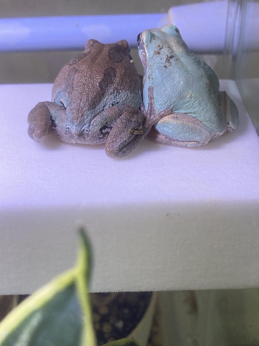 ちゃちゃん＊カエル生活 tweet media