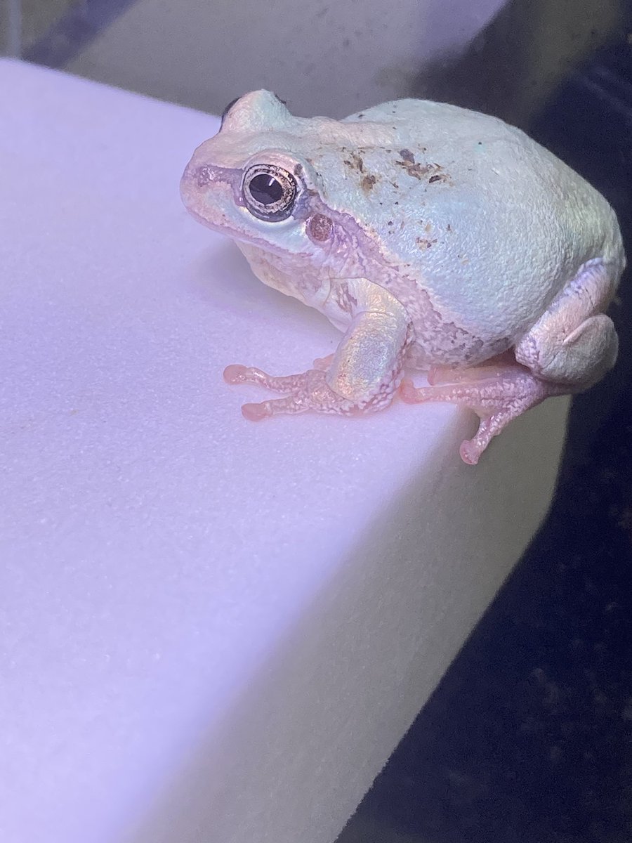 ちゃちゃん＊カエル生活 tweet media