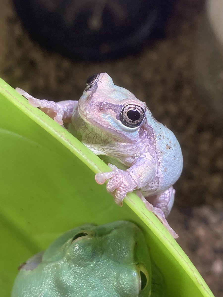 ちゃちゃん＊カエル生活 tweet media