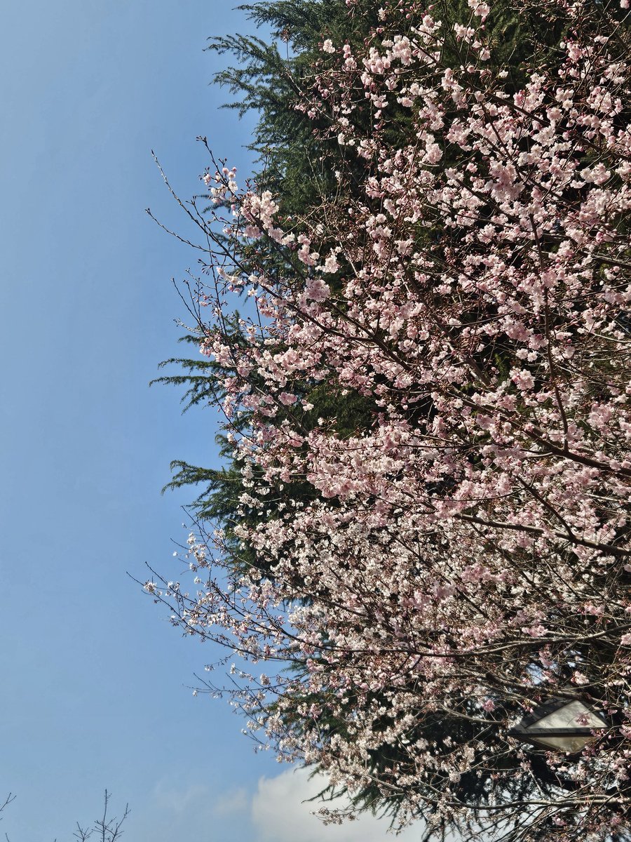 桜花(山登り大好き芸人🗻/駄洒令子🌸) tweet media