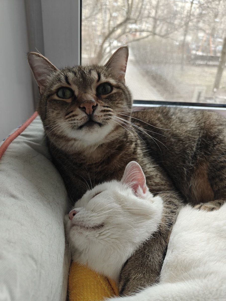 Пикся-С tweet media