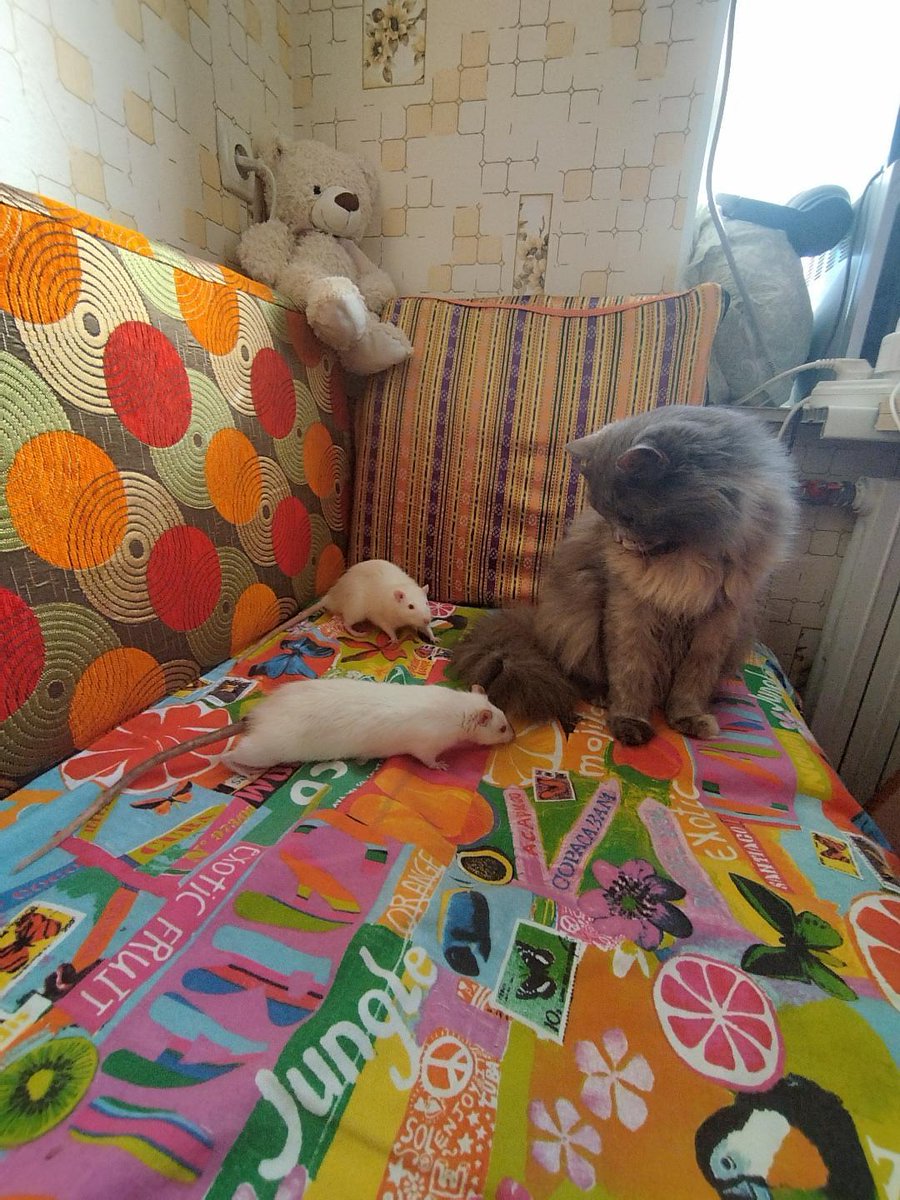 Аня из Зелёных Мезонинов tweet media