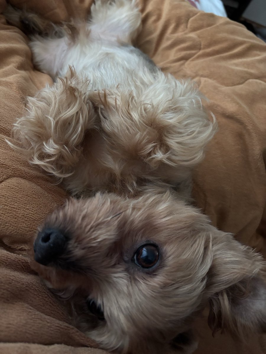 Aaawww would you look at that, I can’t physically get out of bed today!! 😆🥰🐶 #finebyme #hestoocute #dougaldonna